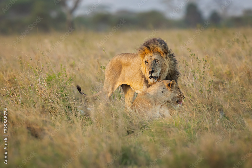 Fototapeta premium Lion taken in Tanzania