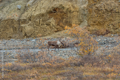 Barren Ground caribou Bull in Autumn in Denali National Park Alaska