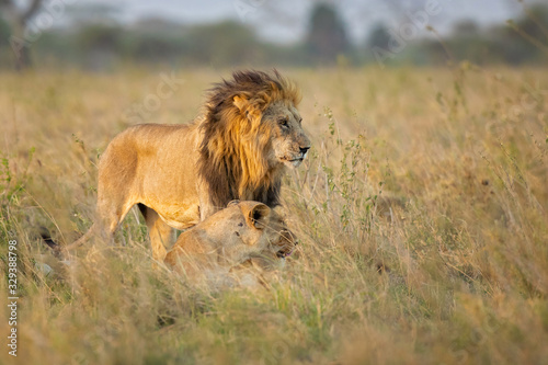 Lion taken in Tanzania