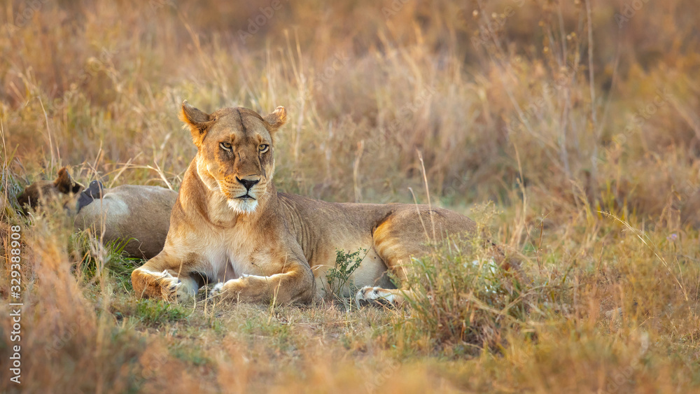 Lion taken in Tanzania Lion taken in Tanzania