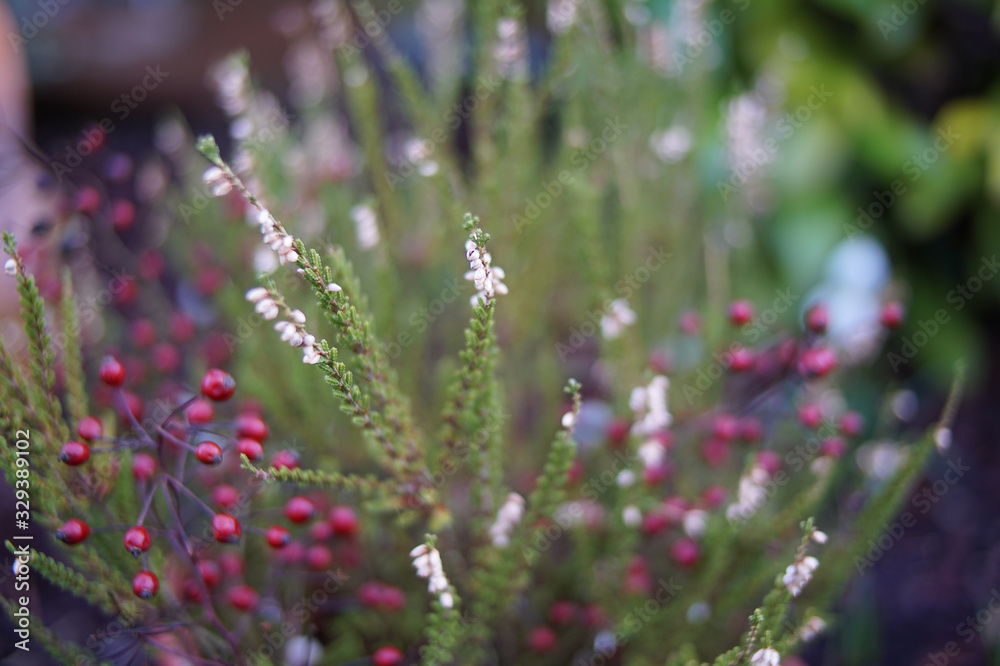 Obraz premium Close-up im Garten