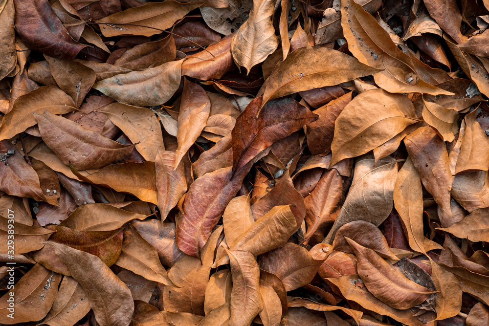 Autumn background bunch of brown leaves falling in floor Autumn background bunch of brown leaves falling in floor