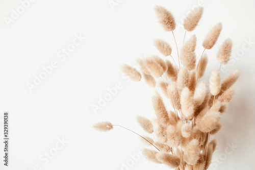 Fluffy tan pom pom plants bouquet on white background. Minimal floral holiday composition. photo