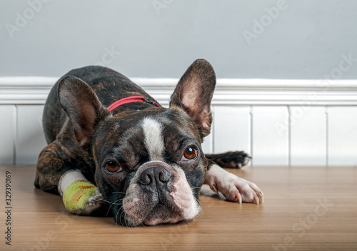 Boston terrier dog with injury and bandage in paw lying down and resting with sad face