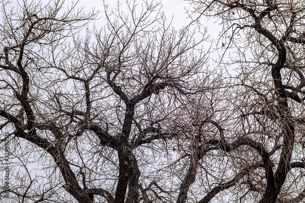 Bare tree branches on the background of cloudy sky Bare tree branches on the background of cloudy sky