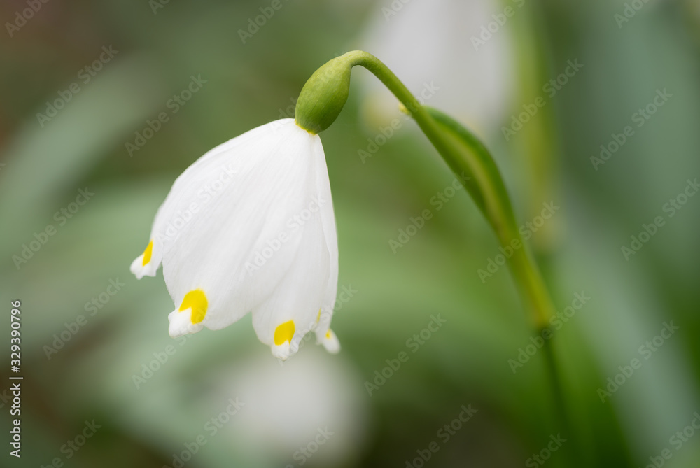 Macro shot of a delicate flower called Spring snowflake (Leucojum vernum), is a perennial bulbous flowering plant species in the family Amaryllidaceae. Macro shot of a delicate flower called Spring snowflake (Leucojum vernum), is a perennial bulbous flowering plant species in the family Amaryllidaceae.
