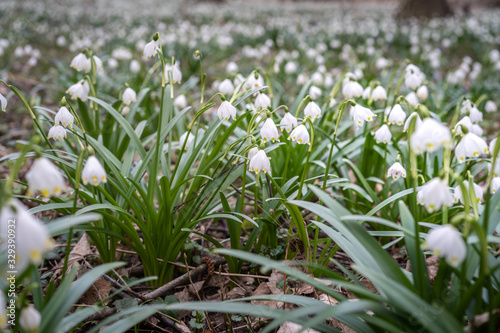 Delicate flower Spring snowflake  Leucojum vernum   perennial bulbous flowering plant species in the family Amaryllidaceae. Carpet of blooming wildflowers in a floodplain forest. Spring concept