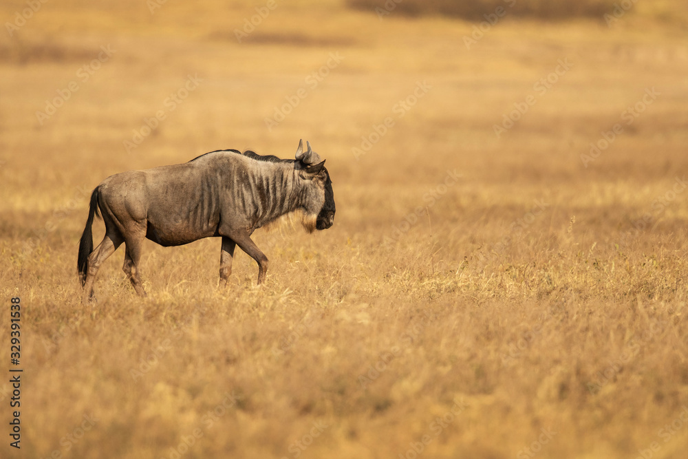 Fototapeta premium blue wildebeest (Connochaetes taurinus), also called the common wildebeest, white-bearded wildebeest, or brindled gnu