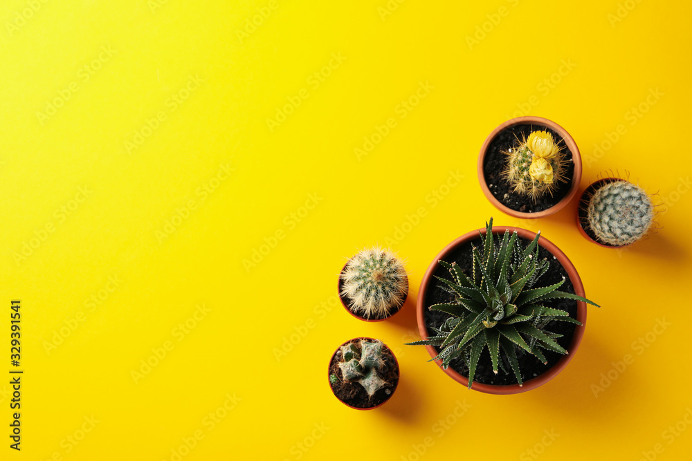 Succulents plants on yellow background, top view and space for text