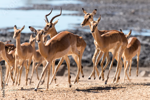 Impala, femelle, male, Aepyceros melampus