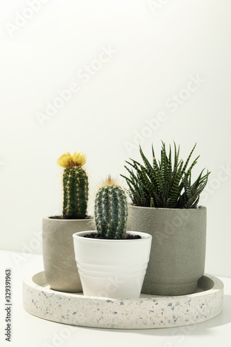 Marble tray with succulent plants on white background. Houseplants