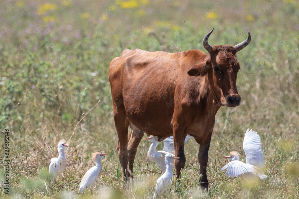 cow cow