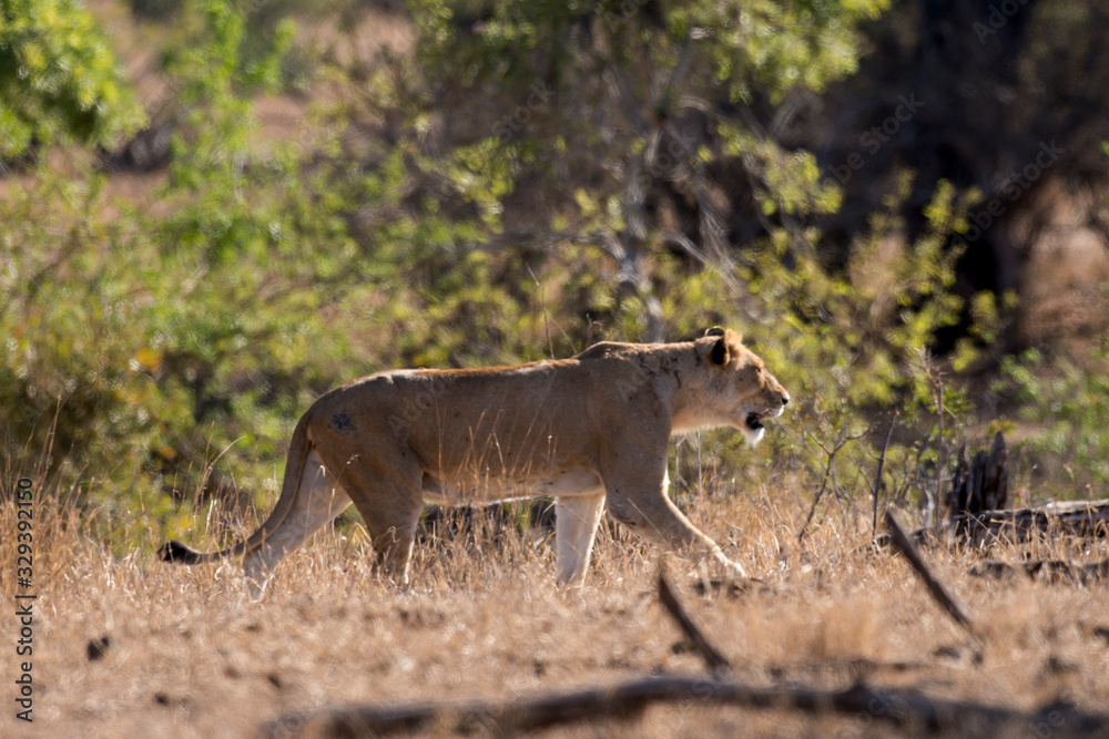 lion, femelle, lionne, Panthera leo, Afrique lion, femelle, lionne, Panthera leo, Afrique