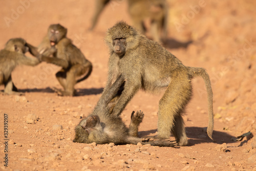 Olive baboon (Papio anubis), also called the Anubis baboon, is a member of the family Cercopithecidae (Old World monkeys). © Milan