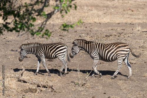 Z  bre de Burchell  Equus quagga  Parc national Kruger  Afrique du Sud