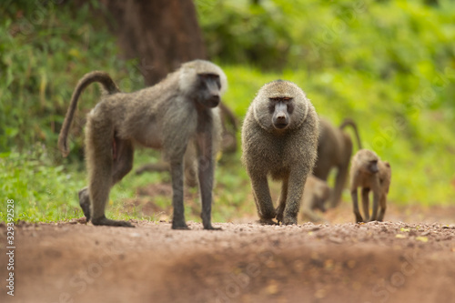 Olive baboon (Papio anubis), also called the Anubis baboon, is a member of the family Cercopithecidae (Old World monkeys).