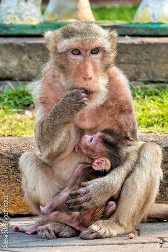 Crab-eating macaque © Only Fabrizio