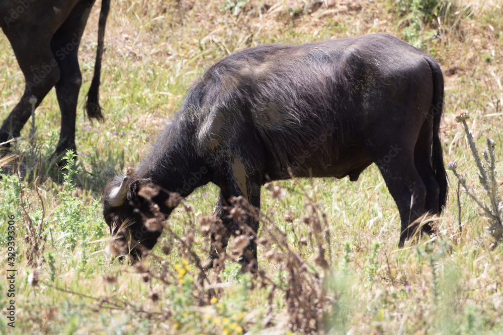 Fototapeta premium cow