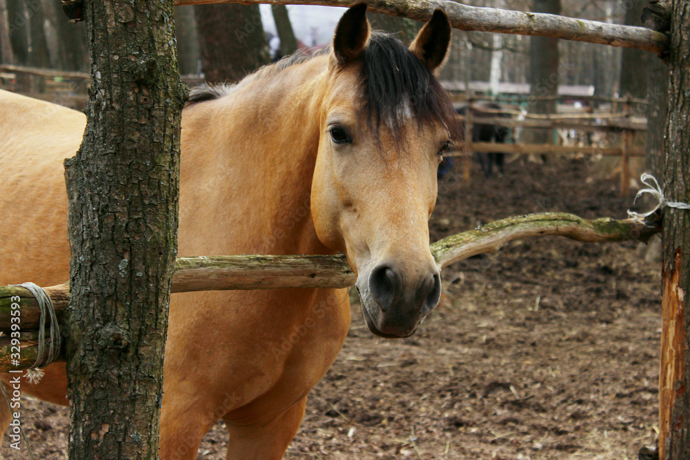 Fototapeta premium Horse outdoors, cropped shot. Pets, mammals, farm concept. Horse in a stable, close up.