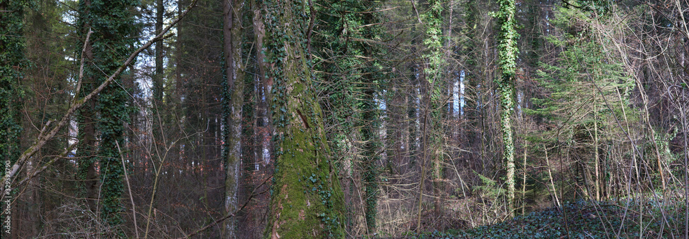 Frühlingspanorama im Wald bei Vagen Frühlingspanorama im Wald bei Vagen