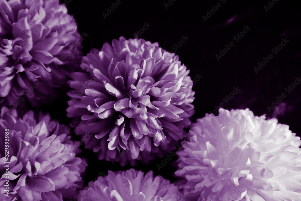 Beautiful abstract color blue pink and purple flowers on black background and blue graphic white flower frame and pink leaves texture, purple background, colorful graphics banner Beautiful abstract color blue pink and purple flowers on black background and blue graphic white flower frame and pink leaves texture, purple background, colorful graphics banner