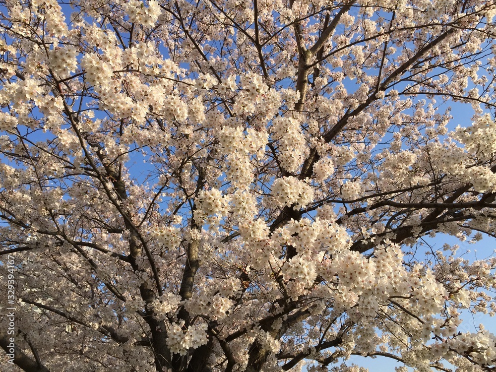 Obraz premium 桜