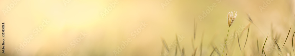 Obraz premium Close up beautiful nature view grass flower on blurred greenery background under sunlight with bokeh and copy space using as background natural plants landscape, fresh ecology cover concept.