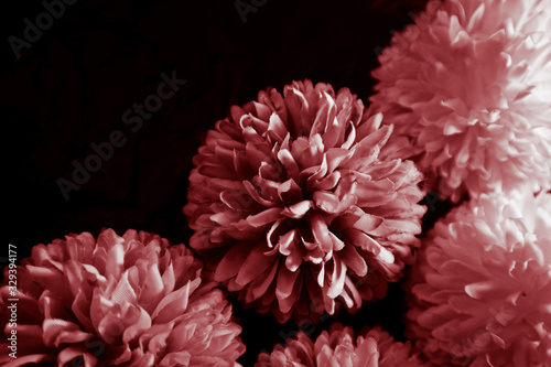 Beautiful abstract color pink and red flowers graphic on black background and light black and pink flower frame and pink leaves texture  dark background  red banner happy valentine