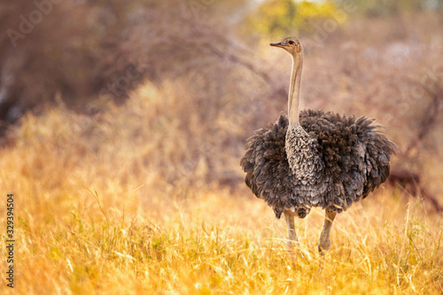 common ostrich (Struthio camelus), or simply ostrich, is a species of large flightless bird native to certain large areas of Africa.