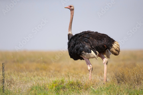 Fototapeta common ostrich (Struthio camelus), or simply ostrich, is a species of large flightless bird native to certain large areas of Africa