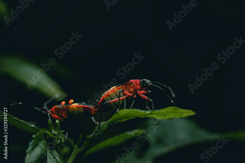 red butterfly on a leaf