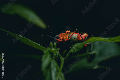 red bug on a leaf