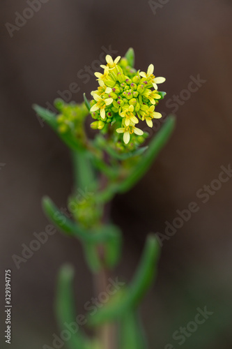 Canvastavla Macrophotographie de fleur sauvage - Caméline - Myagrum perfoliatum