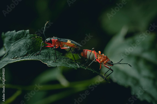 red bug on a leaf