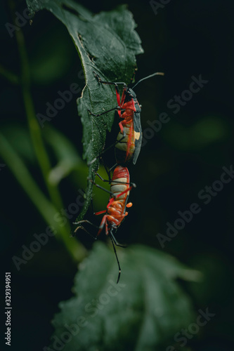 bug on a leaf