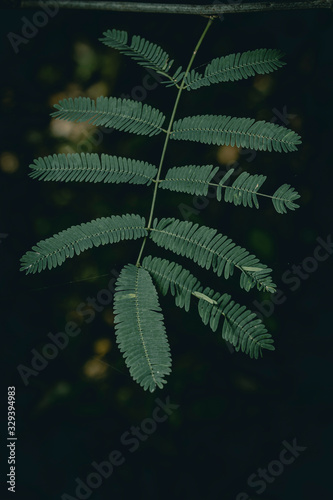 green leaf on black background