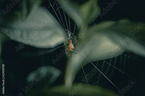 spider on a web