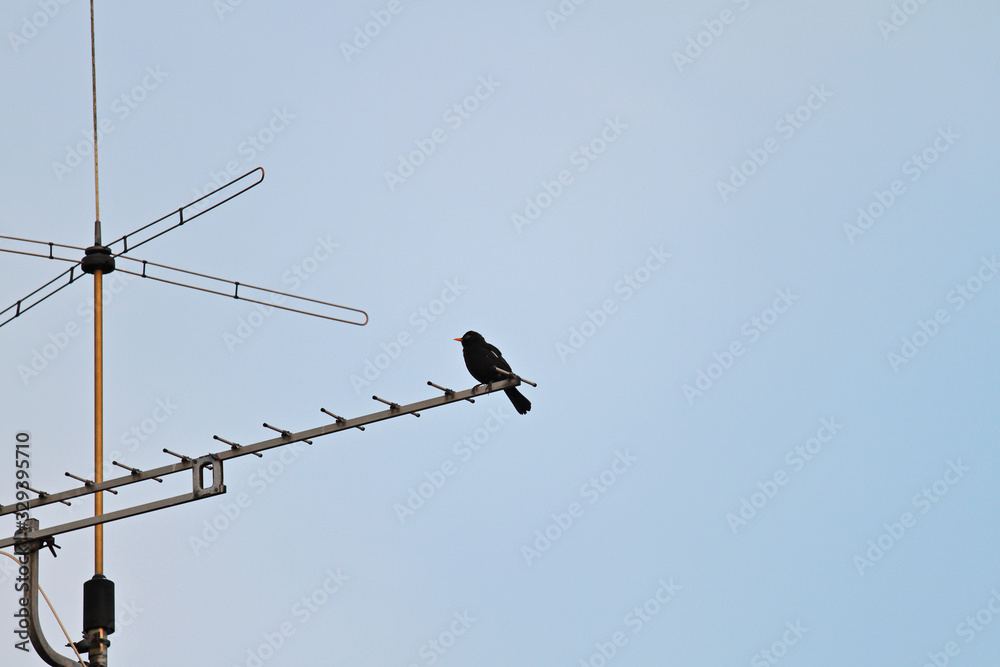 Antenne mit Amsel Antenne mit Amsel