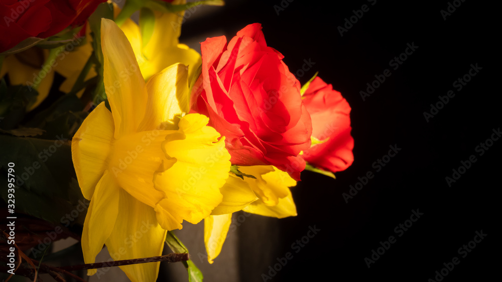 Gelbe Narzisse und rote Rose im Sonnenlicht Gelbe Narzisse und rote Rose im Sonnenlicht