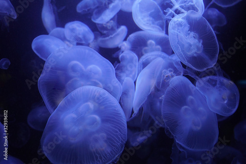 Group of light blue jellyfish swimming in dark sea