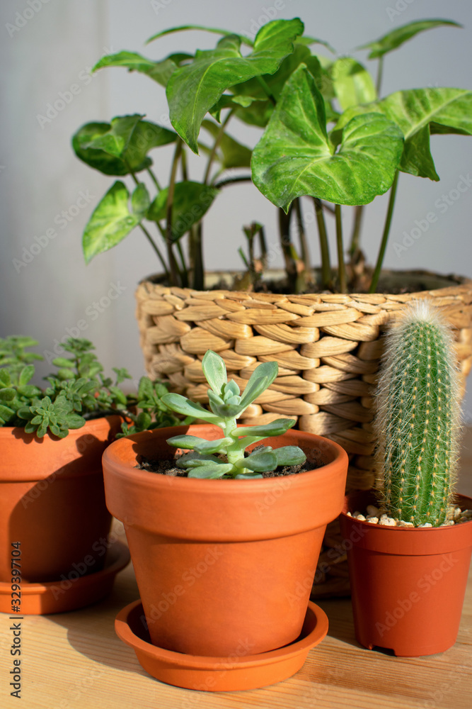 Various house plants, succulent in clay pot, cactus and crassula at wooden table. Urban jungle. Cozy home interior details. Various house plants, succulent in clay pot, cactus and crassula at wooden table. Urban jungle. Cozy home interior details.