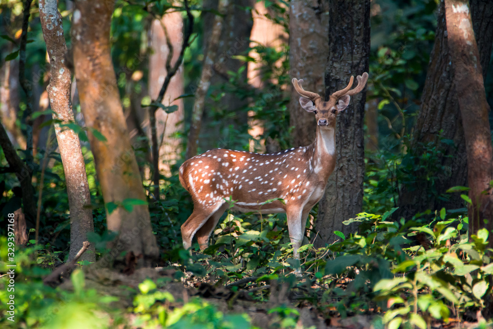 Fototapeta premium Male spotted deer looking towards