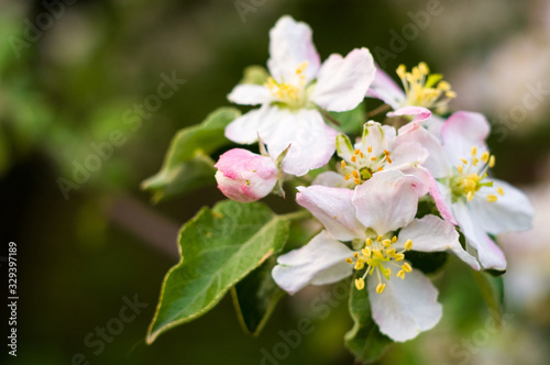 Background of blooming beautiful flowers of apple on a sunny day in early spring close up  soft focus
