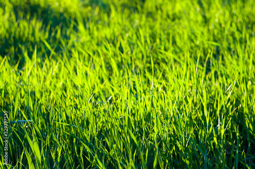 Spring or summer natural abstract background with grass in the garden