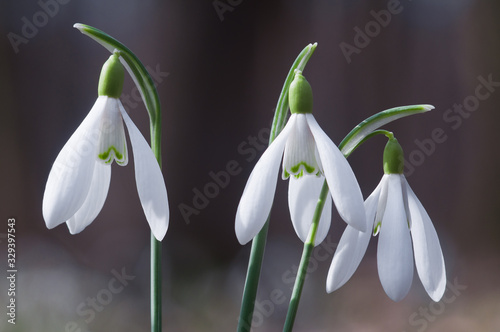 Closeup of white snowdrop flowers