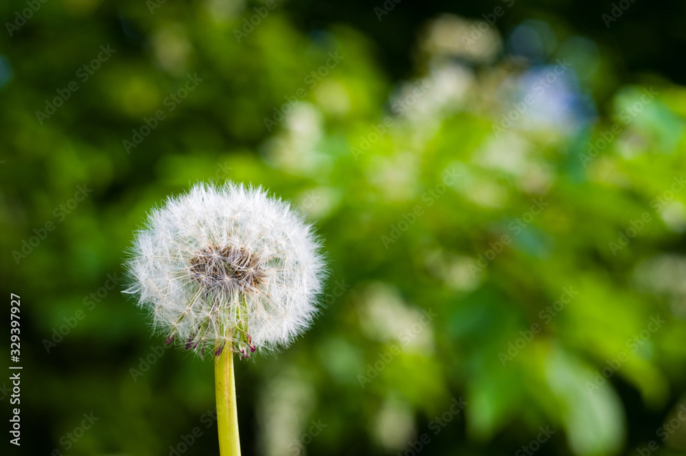 Dandelion seeds in sunlight on spring green background, macro, close-up Dandelion seeds in sunlight on spring green background, macro, close-up