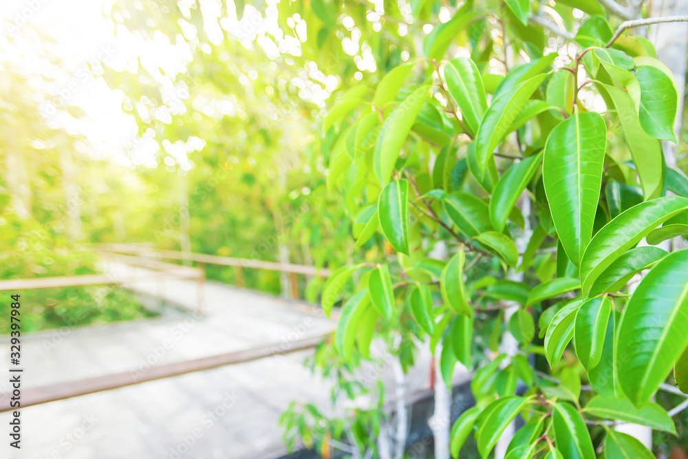  Walkway through a mangrove forest.