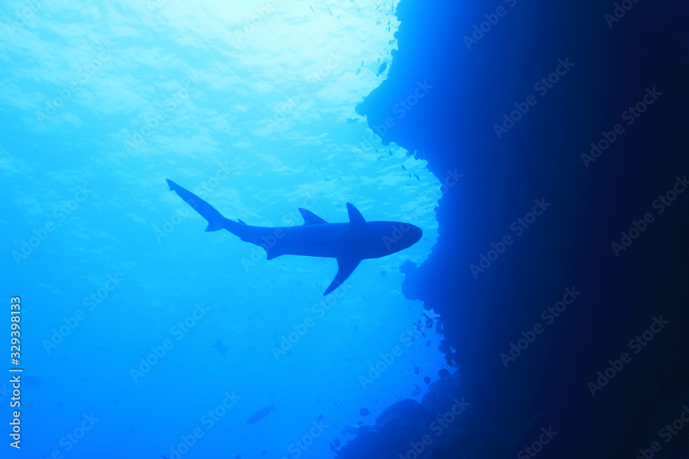 Fototapeta premium Grey reef shark