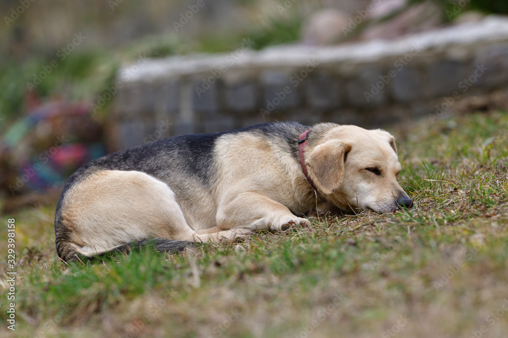Domestic dog sleeping on the grass in house of refuge 