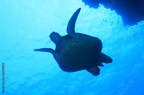 Green sea turtle